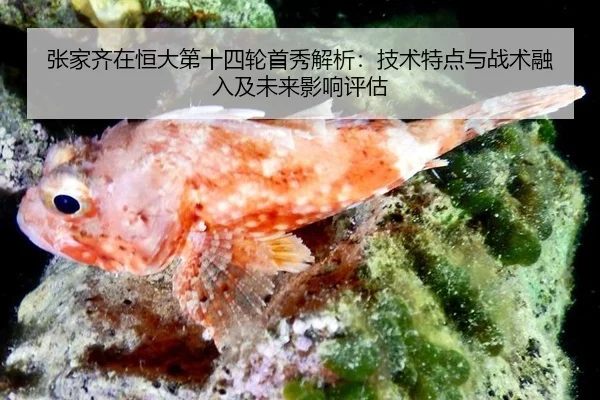张家齐在恒大第十四轮首秀解析：技术特点与战术融入及未来影响评估